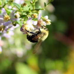 Bumblebee
