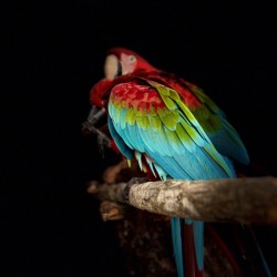 Color Parrot