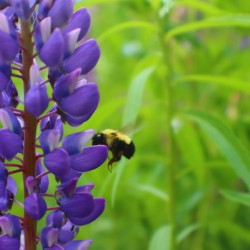 Lupin Bee