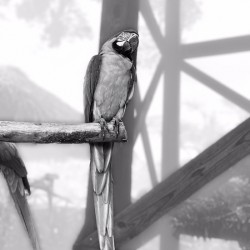 Parrot