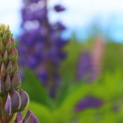 Awaiting Bloom