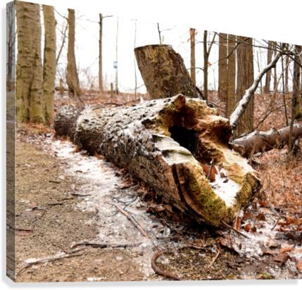 Log Canvas Print