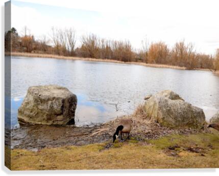 Canada Goose Canvas Print