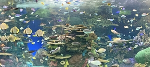 Lots of Fishes