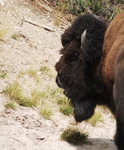Contemplating Bison