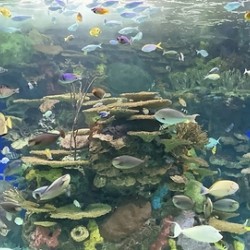 Lots of Fishes