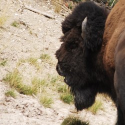 Contemplating Bison