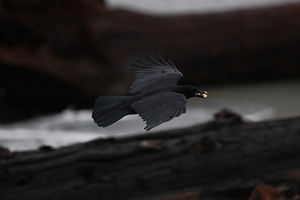 0I5A7995 RAVEN PHOTOai