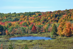 Upstate NY Fall Pond