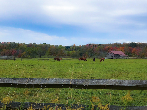Fall in Upstate New York by Craf TB