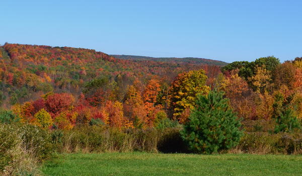 Upstate NY Fall Print
