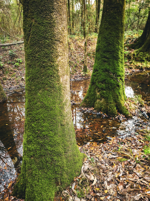 ©Charles Rain Photography