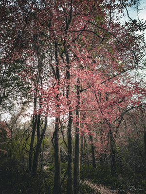 ©Charles Rain Photography