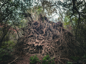 ©Charles Rain Photography