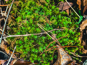 ©Charles Rain Photography