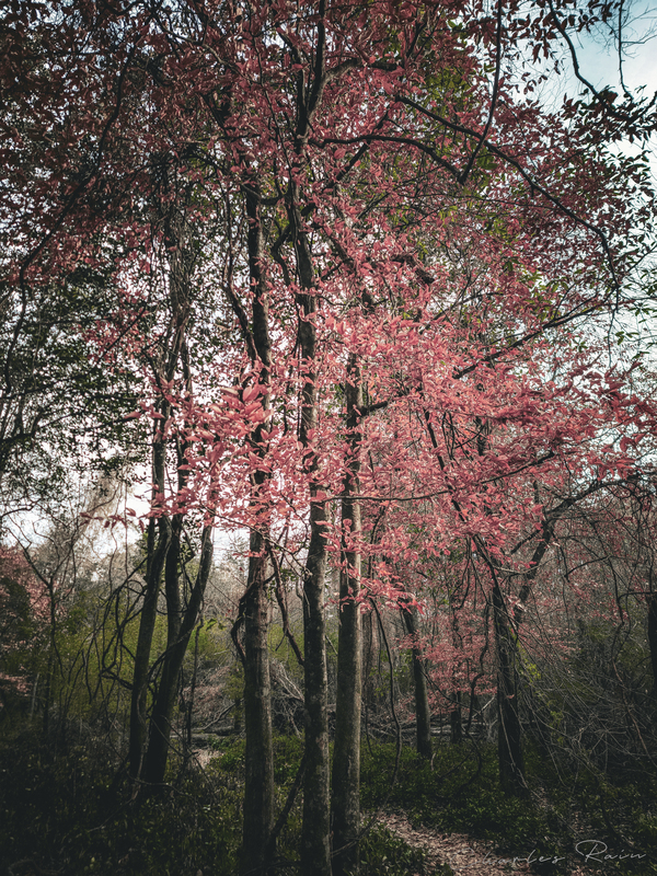 ©Charles Rain Photography Print