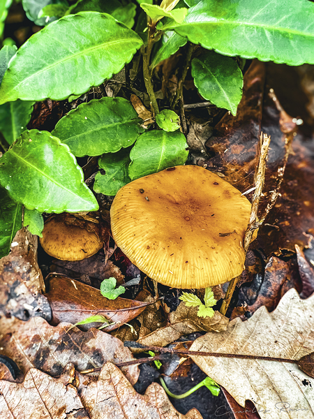 ©Charles Rain Photography Print