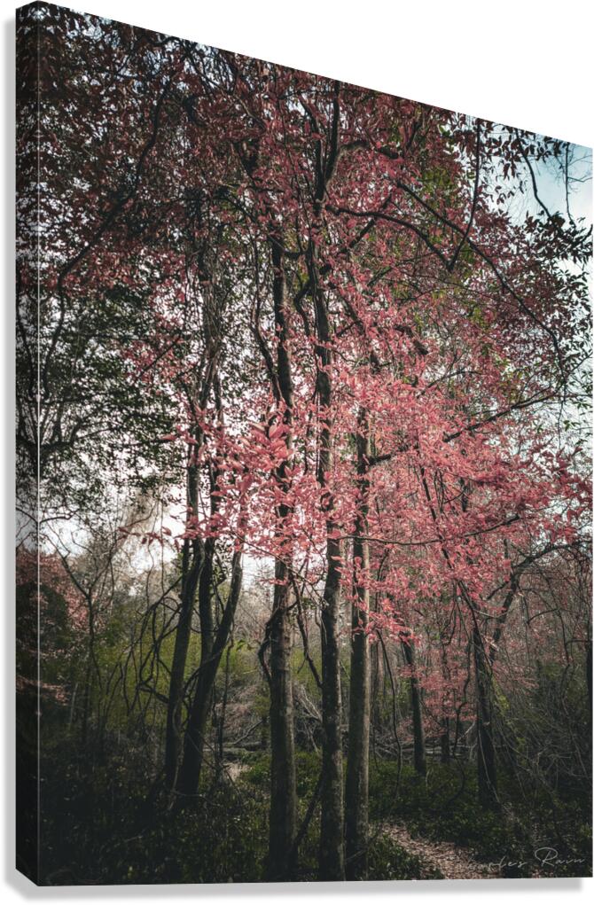 ©Charles Rain Photography Canvas Print