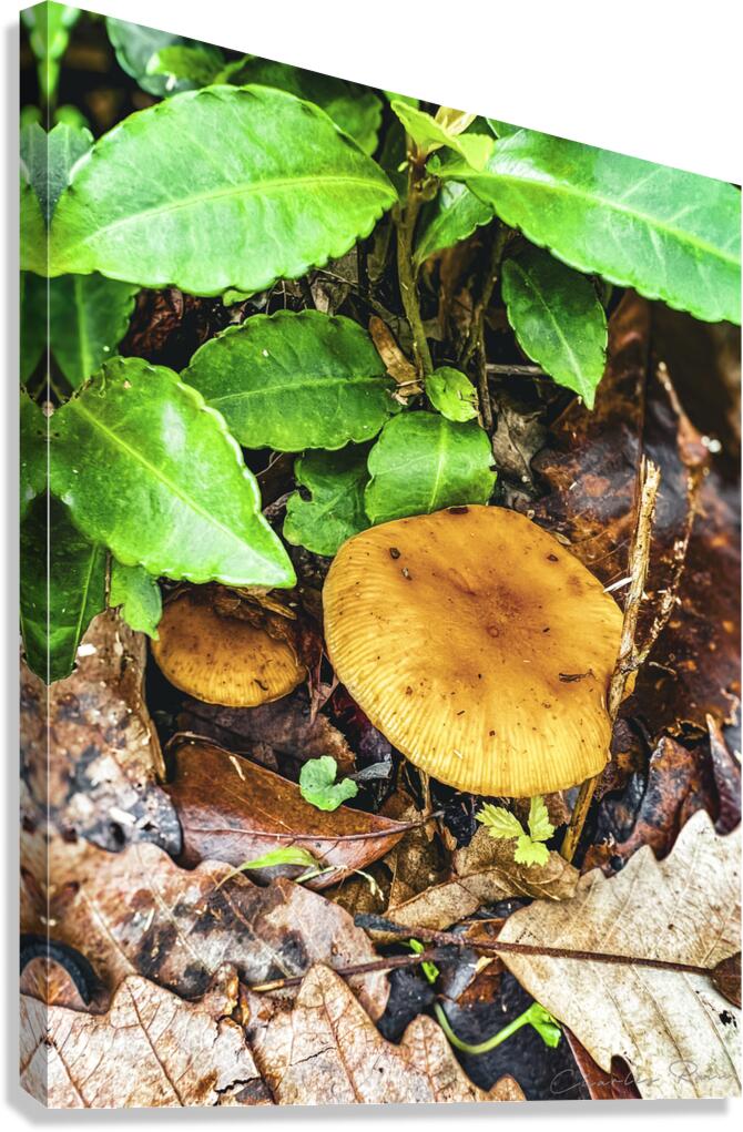 ©Charles Rain Photography Canvas Print