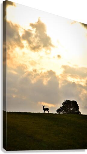 chevreuil eclaire Canvas Print