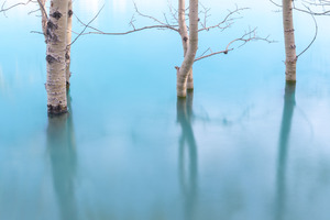 Aspen Trees Abraham Lake Rocky Mountains Canada