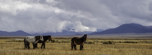 wild horses of mono county