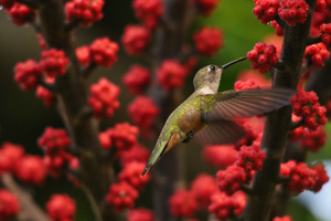 Humming Bird - Bahama woodstar