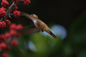 Humming Bird
