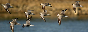 Shore birds in flight