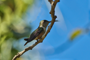 Humming Bird - Bahama woodstar