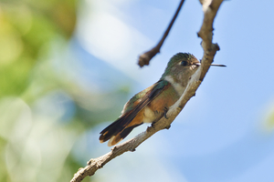 Humming Bird - Bahama woodstar