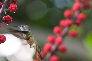 Humming Bird - Bahama woodstar