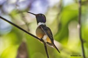 Humming Bird