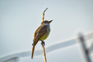 La Sagras flycatcher