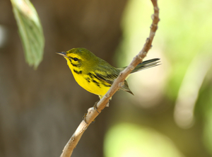 Bright Yellow Warbler