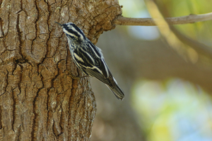 Black and White Warbler