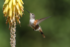  Humming Bird