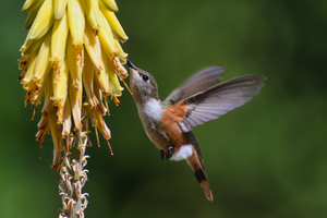  Humming Bird