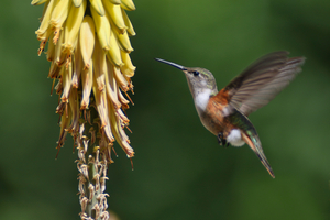Humming Bird