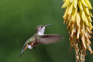 Humming Bird