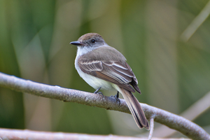 La Sagras flycatcher