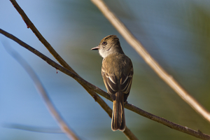 La Sagras flycatcher