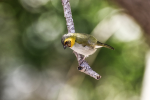 Cuban grassquit