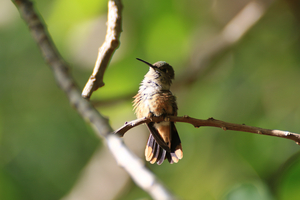 Humming Bird - Bahama woodstar