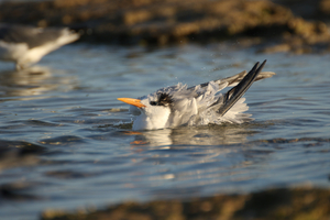 Common Tern