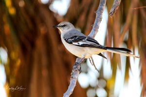 Bahamas Mocking Bird
