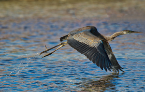 Blue Crane 