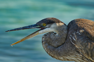 Blue Heron