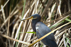 Blue Heron