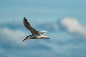 Common Tern 
